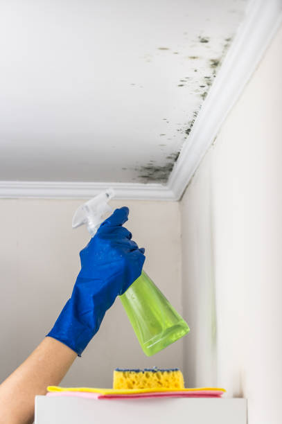 Reliable Shamrock, TX Mold Removal Solutions